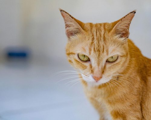 Meu gato está com sangue na urina: o que pode ser? clínica veterinária 24h