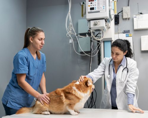 Estrutura mínima que um hospital veterinário de verdade deve ter, clínica veterinária 24h