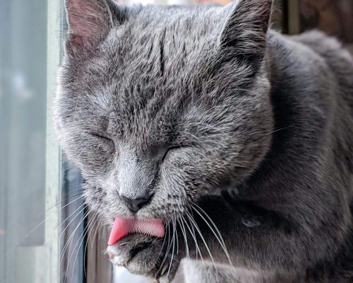 Por que meu gato se lambe compulsivamente? clínica veterinária 24h