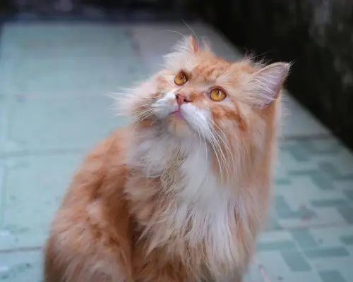 Gato com muito pelo vomita mais? clínica veterinária 24h