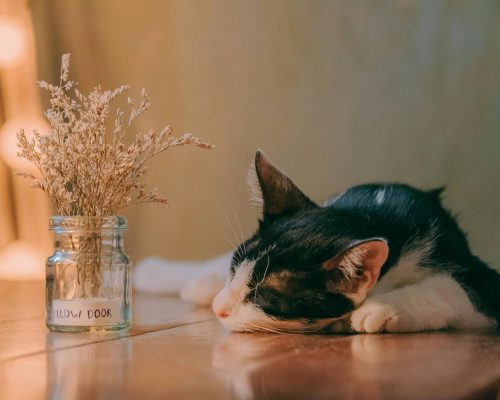 Gato idoso dormindo demais: é sinal de doença? clínica veterinária 24h