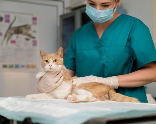 Gato que não urina é emergência em até 24 horas, clínica veterinária 24h