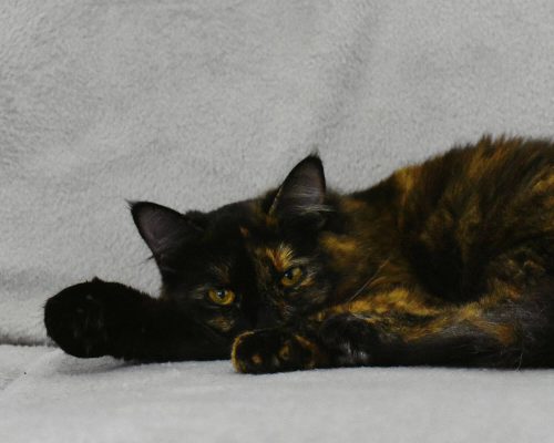 Como identificar infecção urinária em gatos? clínica veterinária 24h