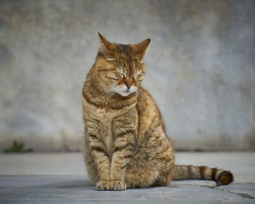 Meu gato vomitou bola de pelo com sangue: é grave? clínica veterinária 24h