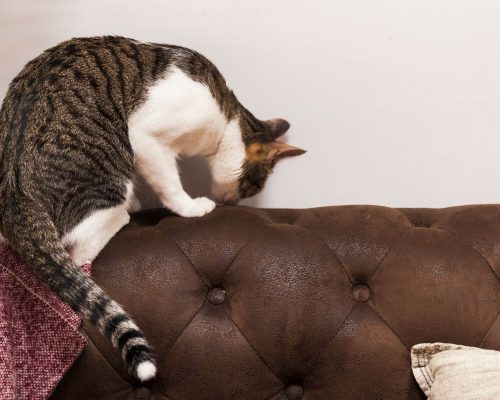 Por que meu gato arranha tanto os móveis? clínica veterinária 24h