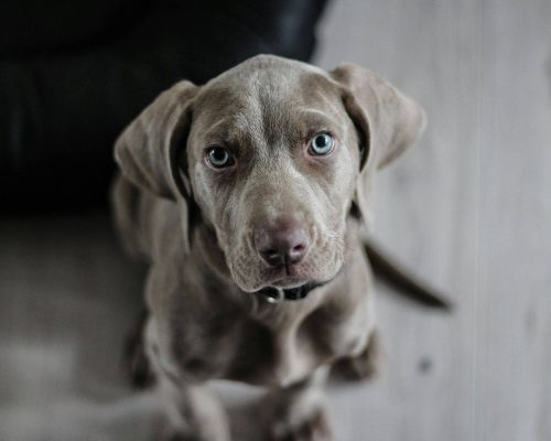 Como saber se meu pet está desidratado? clínica veterinária 24h