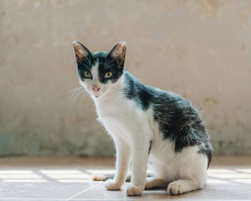 Meu gato está muito magro mesmo comendo bem: por quê? clínica veterinária 24h