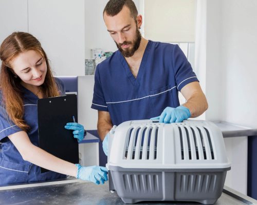 Cuidados pós-castração: o que evitar? clínica veterinária 24h