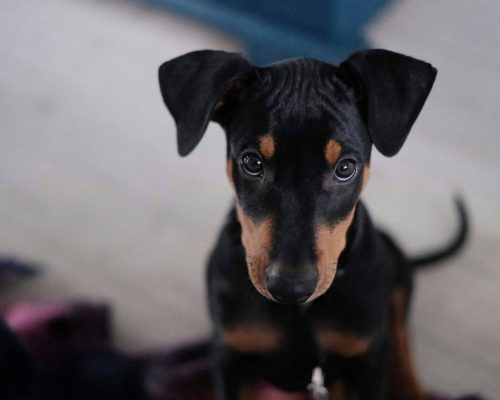 Meu cachorro perdeu peso rápido: pode ser doença grave? clínica veterinária 24h