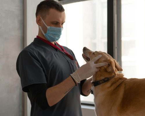 Quais são os sinais de intoxicação em cães? clínica veterinária 24h