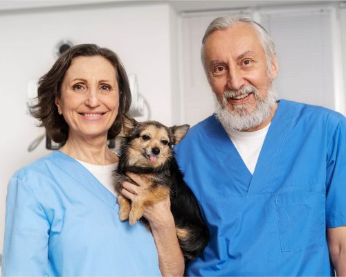 É melhor consultar um clínico geral ou um especialista? clínica veterinária 24h