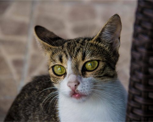 Meu gato está babando: pode ser intoxicação? clínica veterinária 24h