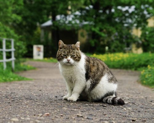 Como saber se o gato tem verme? clínica veterinária 24h