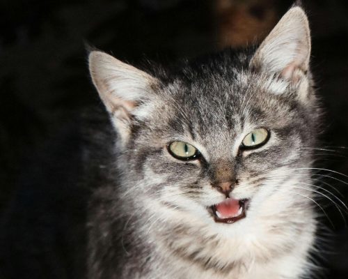 Gato ofegante: quando é emergência? clínica veterinária 24h