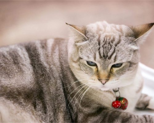 Como prevenir obesidade em gatos castrados? clínica veterinária 24h