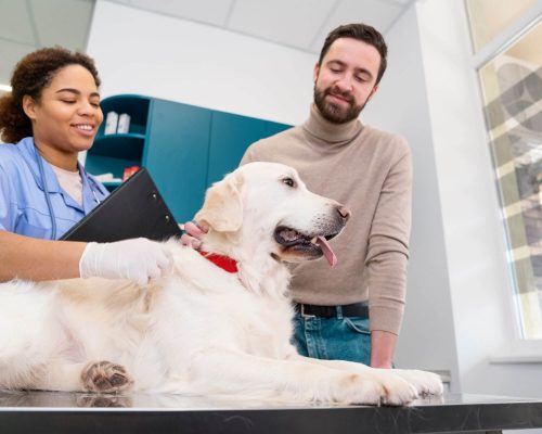 Quanto custa um hospital veterinário? Guia completo para tutores, clínica veterinária 24h