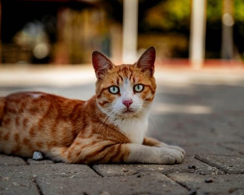 Gato com feridas na pele: quando procurar veterinário? clínica veterinária 24h