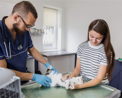 Meu pet tirou pontos: e agora? clínica veterinária 24h