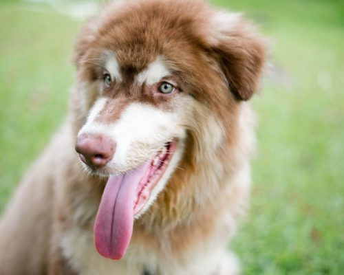 Por que o cachorro lambe muito as patas? clínica veterinária 24h