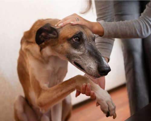 Como ajudar um cachorro com artrite? clínica veterinária 24h