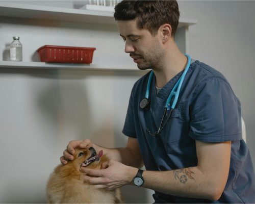 Casos de emergência que poderiam ter sido evitados, clínica veterinária 24h