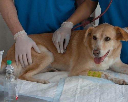 Sinais de problema no coração que passam despercebidos, clínica veterinária 24h