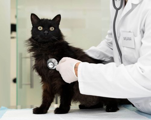 Como identificar doença cardíaca em gatos? clínica veterinária 24h