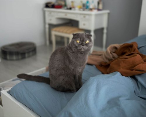 Meu gato mia muito quando vou dormir: por quê? clínica veterinária 24h