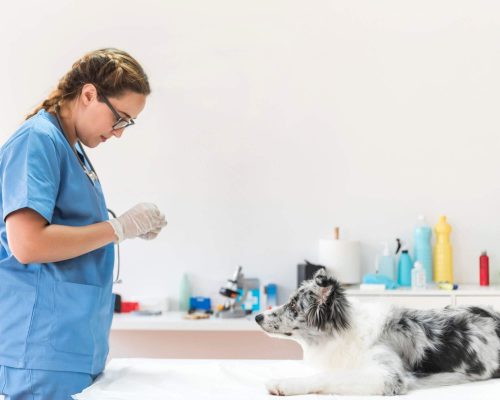 Tipos de exames que podem evitar emergências futuras, clínica veterinária 24h