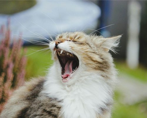 Como saber se meu gato está com dor de dente? clínica veterinária 24h