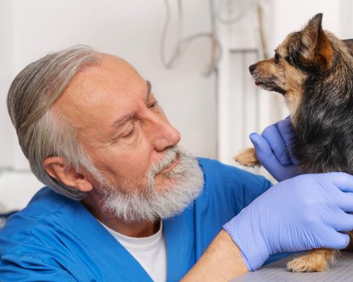 Um dia dentro do plantão de um veterinário 24h, clínica veterinária 24h