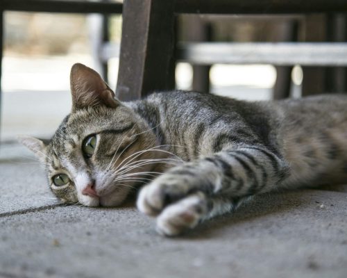 Meu gato parou de andar: pode ser problema neurológico? clínica veterinária 24h