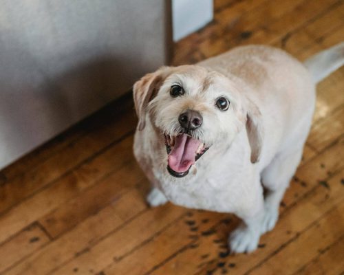 10 sinais de ansiedade em cães, clínica veterinária 24h
