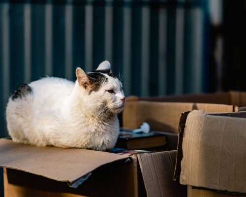 Como adaptar um gato idoso a uma nova casa? clínica veterinária 24h