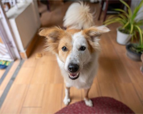 Meu cachorro late demais: tem solução? clínica veterinária 24h