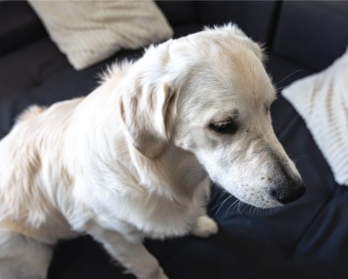 Como identificar leptospirose em cães? clínica veterinária 24h