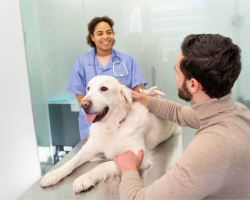 Check-up anual: o que realmente é feito na clínica, clínica veterinária 24h