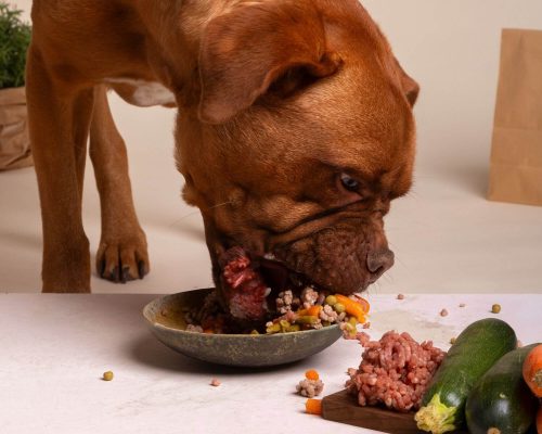 Alimentação natural: mitos e verdades, clínica veterinária 24h