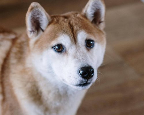 Cachorro com fezes escuras: é sangue oculto? clínica veterinária 24h