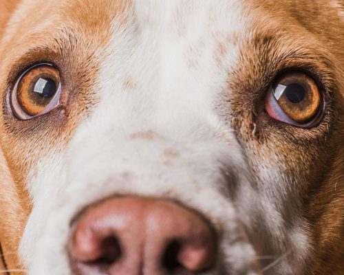 Catarata precoce: quando operar, clínica veterinária 24h