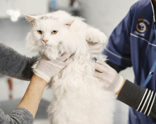 Atendimento de emergência para pets idosos: quando procurar? clínica veterinária 24h