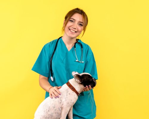 Atendimento de sobreaviso x veterinário 24h: qual a diferença? clínica veterinária 24h