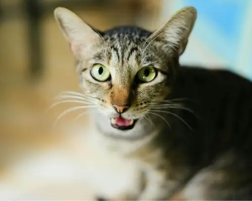 Por que meu gato mia tanto de madrugada? clínica veterinária 24h