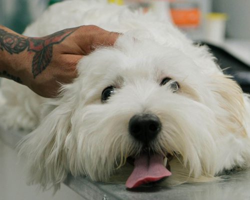 Choque anafilático: sinais que surgem em minutos, clínica veterinária 24h