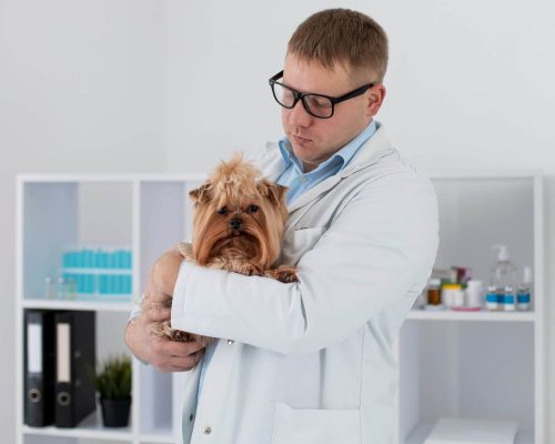 Atendimento emergencial com nefrologista: quando indicar, clínica veterinária 24h