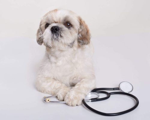 Atendimento veterinário de emergência em feriados: como funciona, clínica veterinária 24h