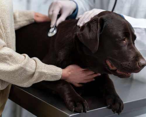 Atendimento veterinário de emergência em Maringá: como funciona? clínica veterinária 24h