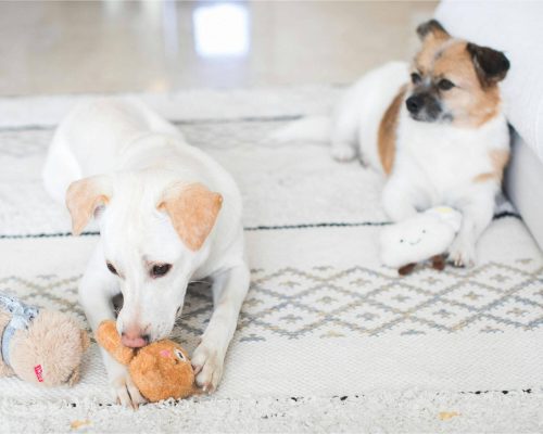 Como evitar brigas entre cães dentro de casa, clínica veterinária 24h