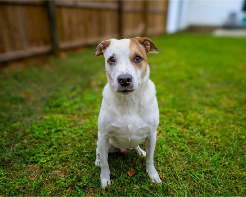 Como evitar pulgas em casas com quintal, clínica veterinária 24h