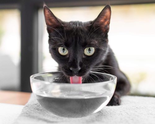Como fazer o pet beber mais água, clínica veterinária 24h